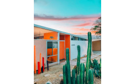 Papavero del deserto