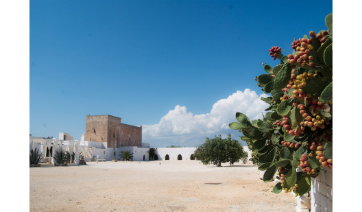 plush74 4msp location2 6