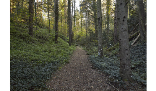 plush74 bosque j 1 (1)