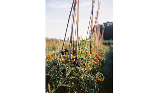 plush74 marsano feld 3(1)