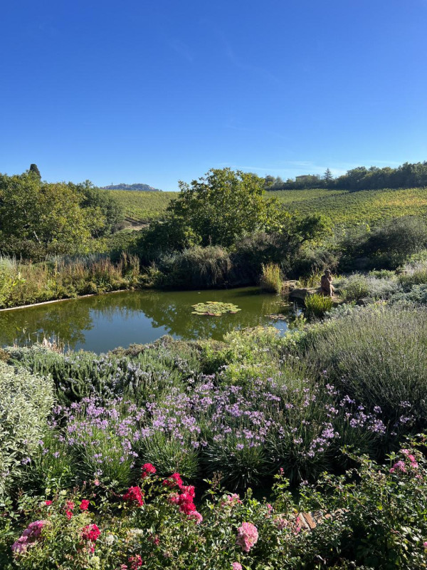 plush74 beneficio 36(1)