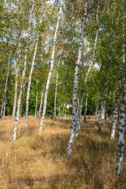 plush74 berlin location rental film scout photo village american style30