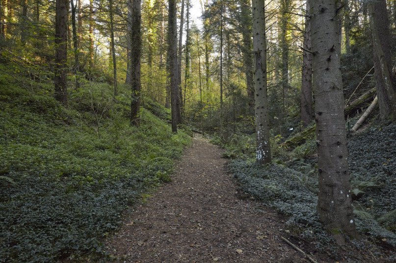 plush74 bosque j 1 (1)