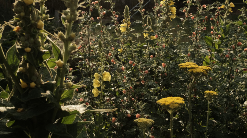 peluche74 campagna serenità uckermark 20(1)