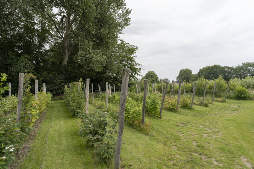 plush74 design studio niederlande 80