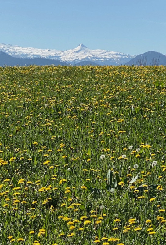 felpa74 dominio baretous 43