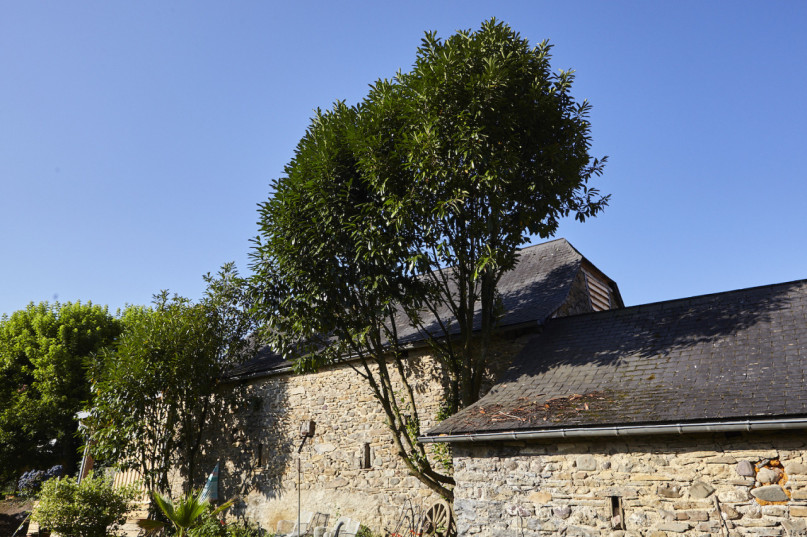 felpa74 dominio baretous 5