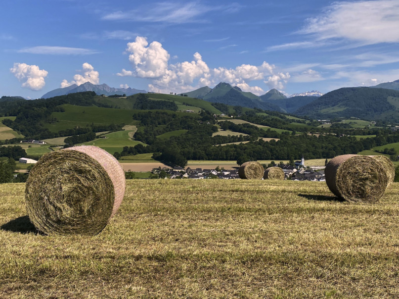 felpa74 dominio baretous 67