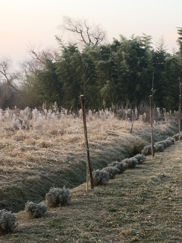 plush74 italian palazzo 39 (1)