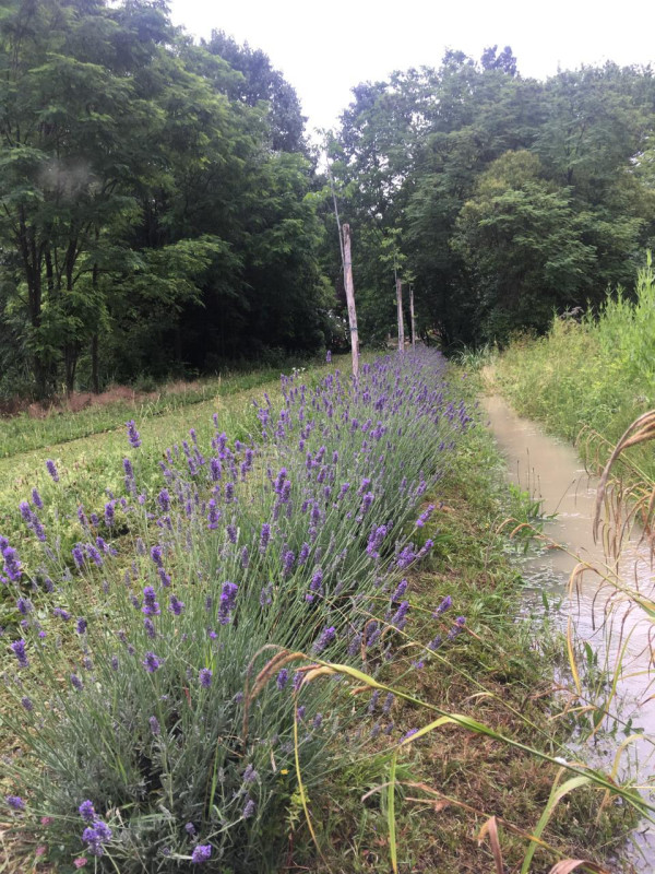 plush74 italian palazzo 40 (1)