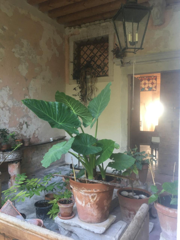 plush74 italian palazzo 76 (1)