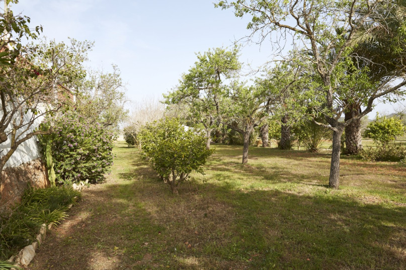 plush74 location ibiza house garden campo103