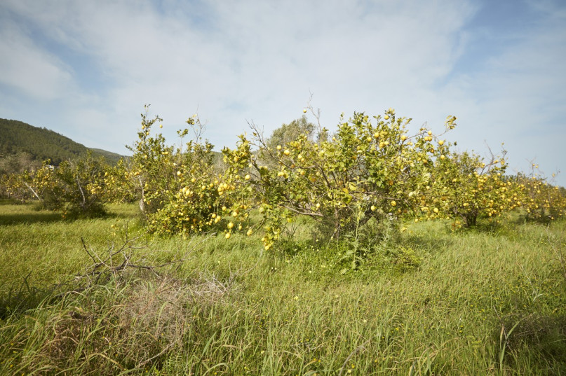 plush74 location ibiza house garden campo109