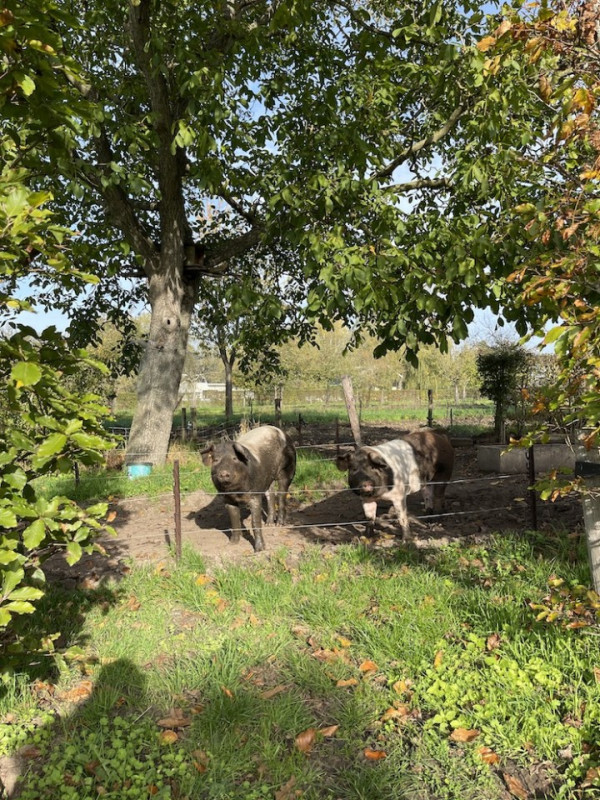 plush74 location photo film nature lake house gorsell netherlands holland130