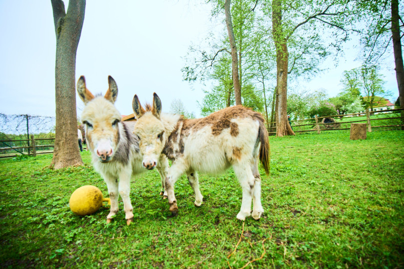 plush74 nature estate outside berlin 28