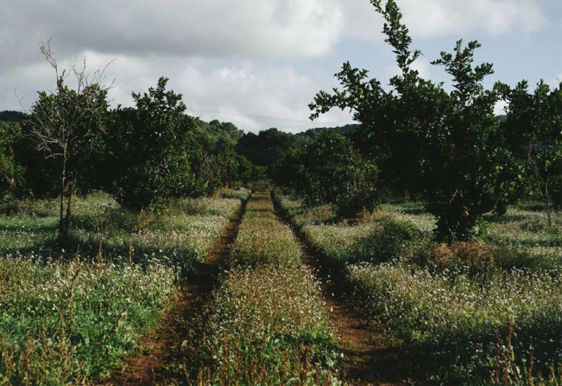 plush74 rental productions locaiton photo film farm ibiza spain00002