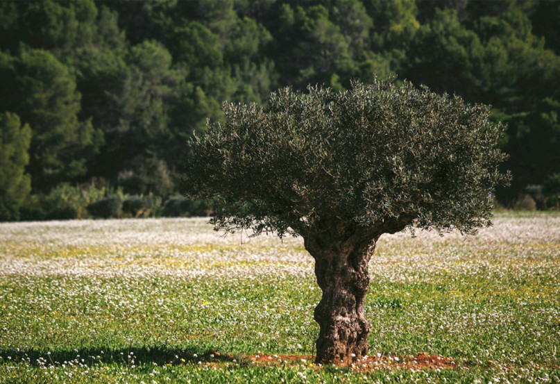 plush74 rental productions locaiton photo film farm ibiza spain00003