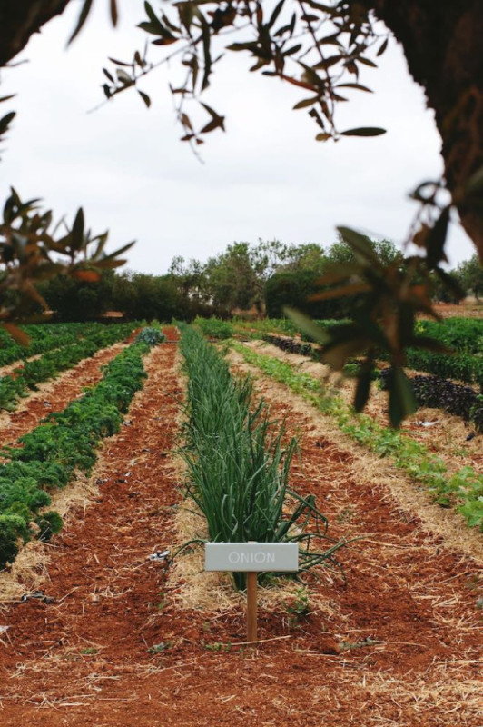 plush74 rental productions locaiton photo film farm ibiza spain00006