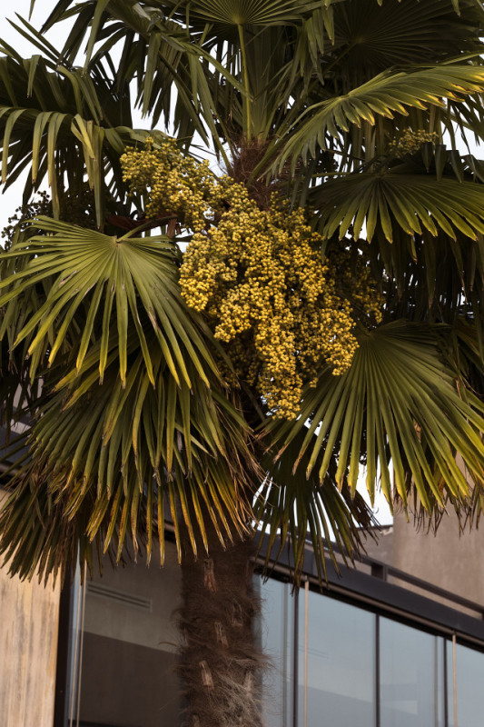 plush74 rinoceronte 21