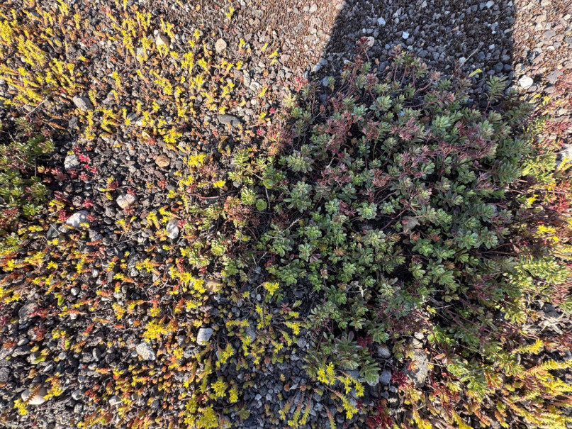 plush74 rooftop garden apartment 34 (1)