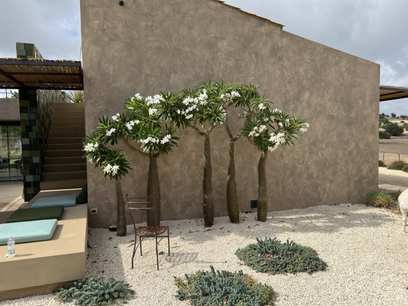 plush74 villa beige sicilia 21(1)