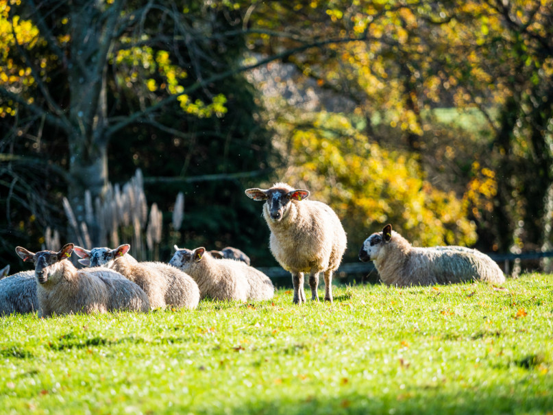 st edwards school estate4