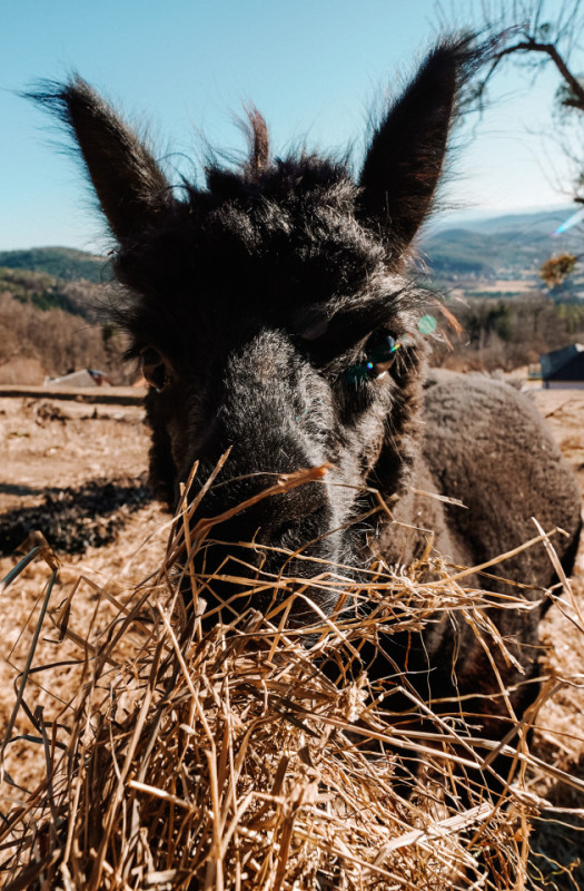 plush 74 u00aehoam house 99196 13