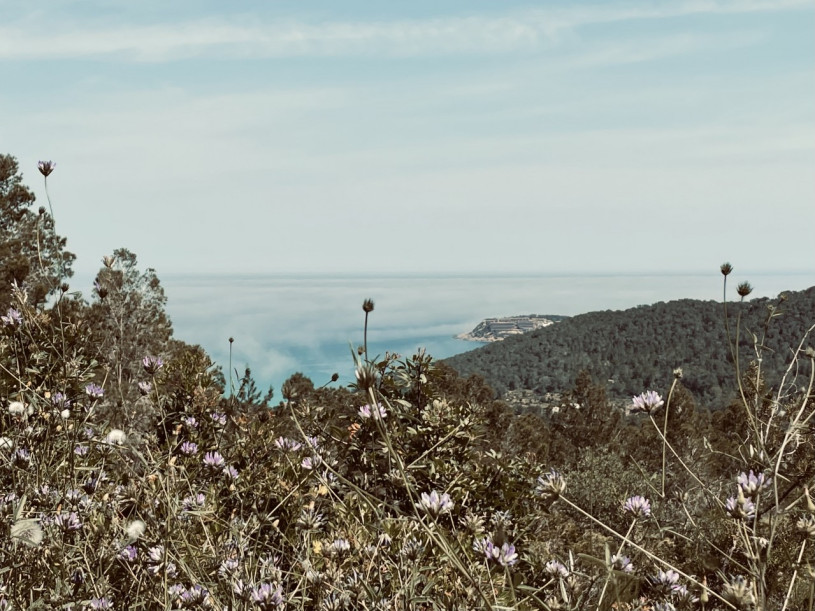 peluche74 artista casale ibiza 29