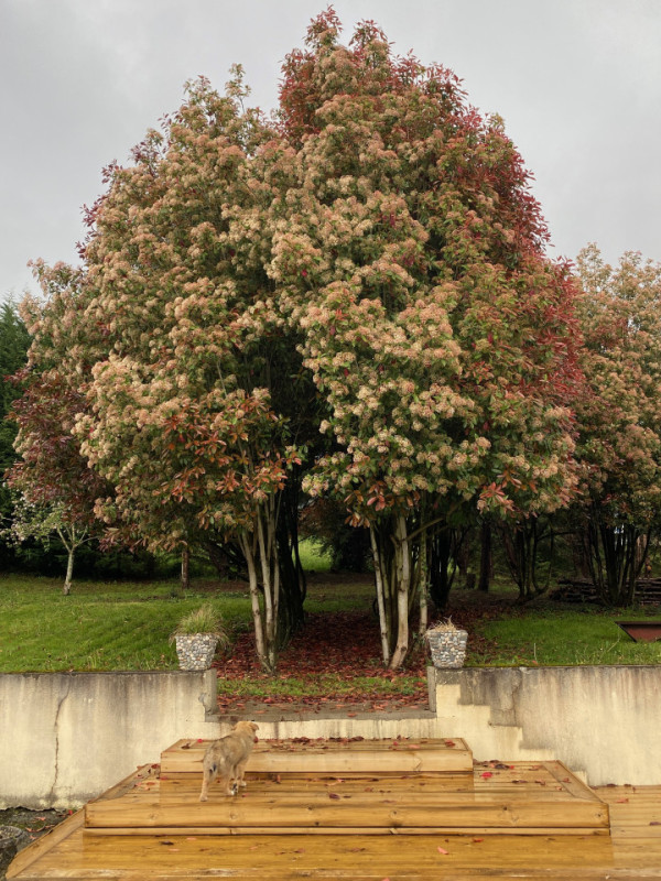 felpa74 dominio baretous 33