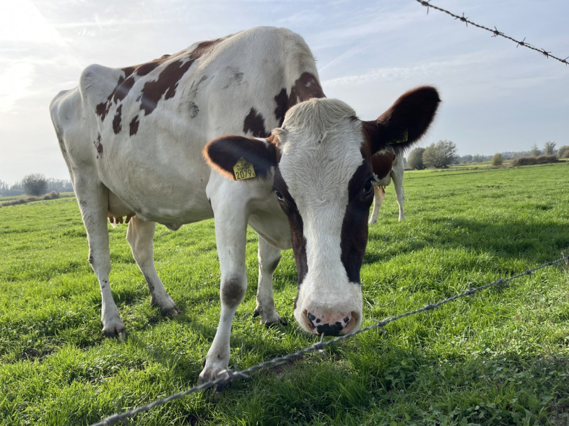 plush74 film photo countryside cow
