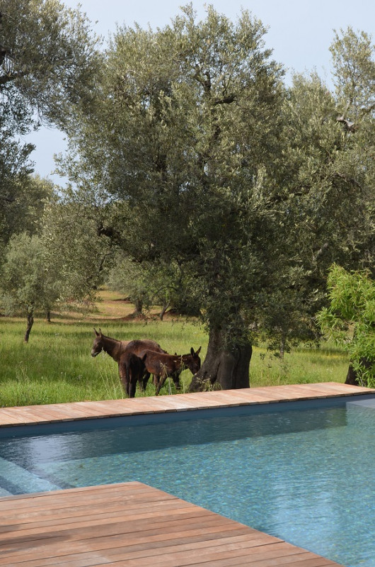 plush74 italy apulia location rent shoot film photo villa pool 16