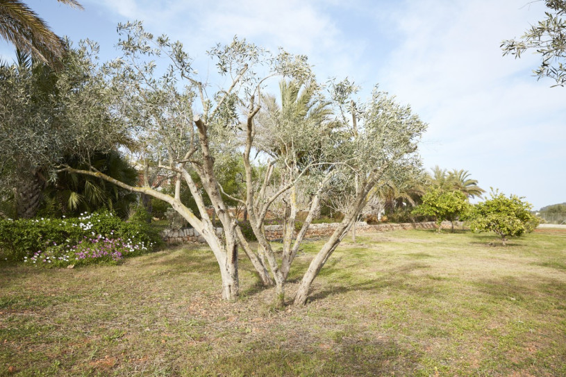 plush74 location ibiza house garden campo126