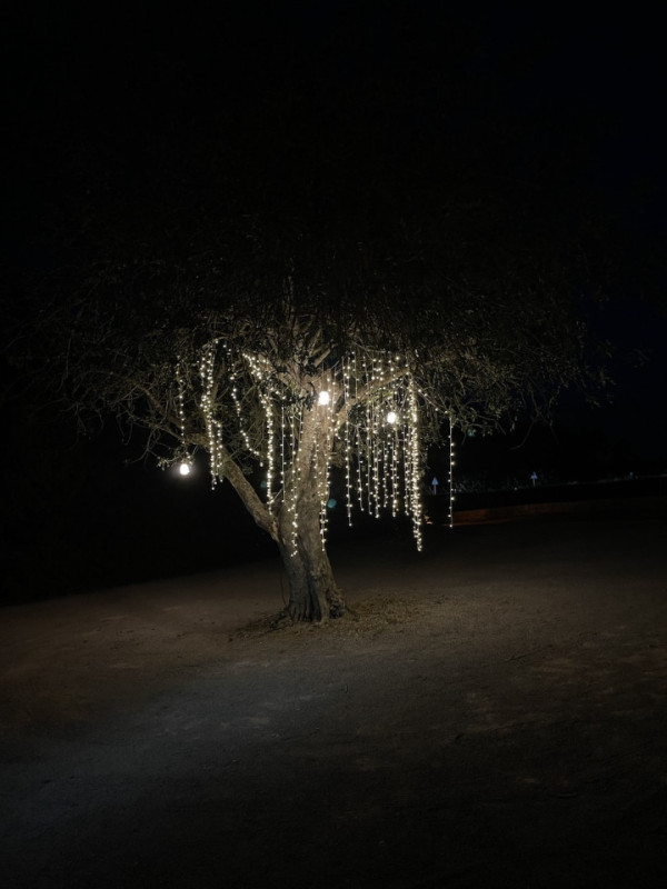 plush74 location ibiza restaurant garden film photo event119