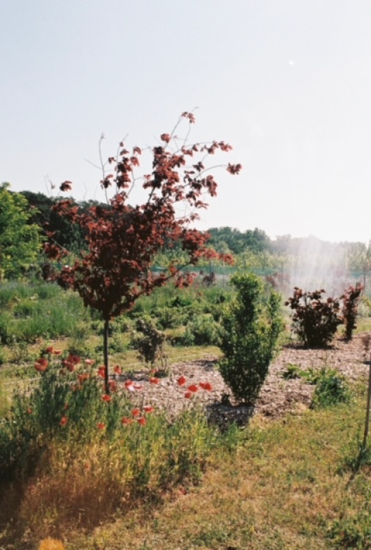 plush74 marsano feld 4