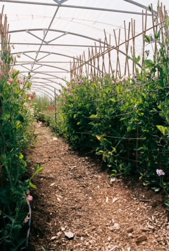 plush74 marsano feld 6