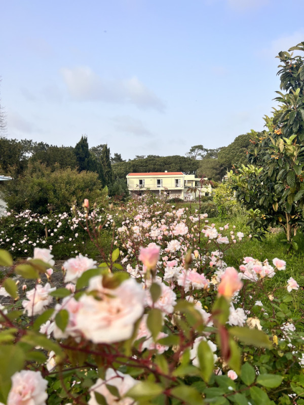 plush74 portuguese oasis villa 14