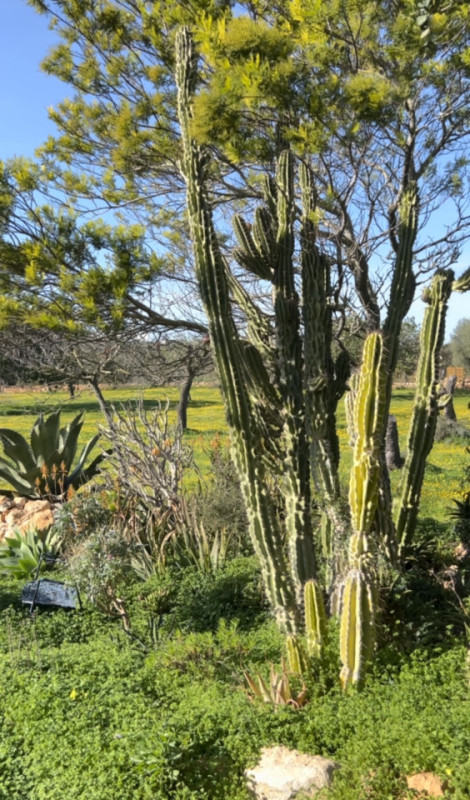 plush74 rustic finca mallorca 25