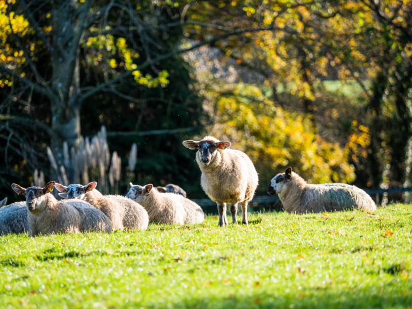 st edwards school estate4