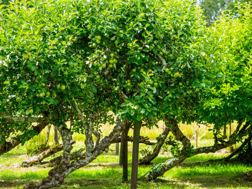 st edwards school orchard2
